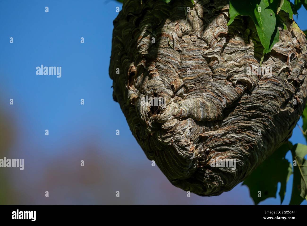 Glatzenschhorfe ( Dolichovespula maculata ) Nistet auf einem Baum im Park. Wespenarten sind auch als Glatzengesichtengelbweste, Glatzengesichtenwa bekannt Stockfoto