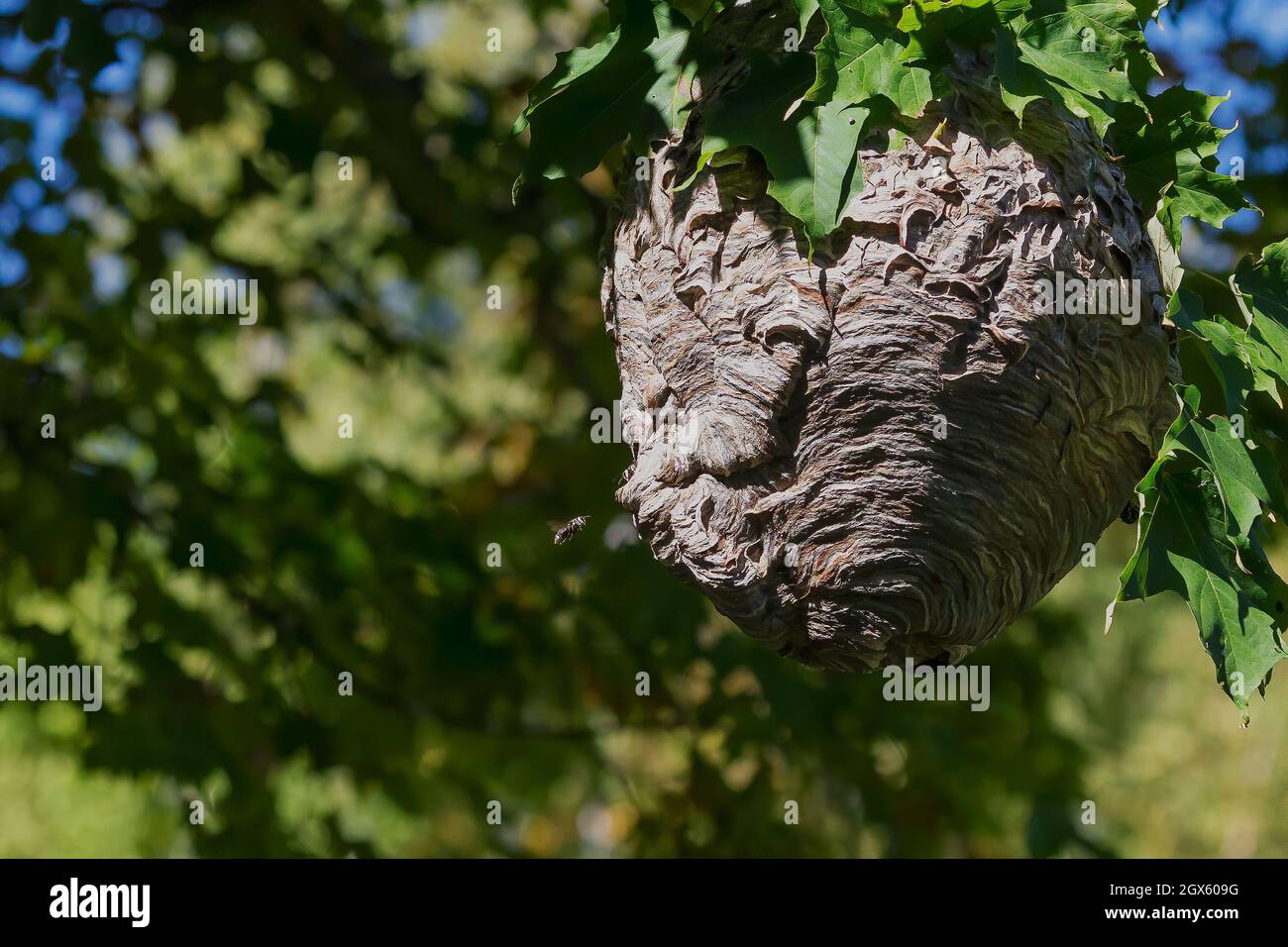 Glatzenschhorfe ( Dolichovespula maculata ) Nistet auf einem Baum im Park. Wespenarten sind auch als Glatzengesichtengelbweste, Glatzengesichtenwa bekannt Stockfoto