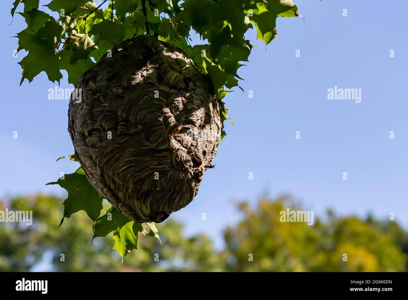 Glatzenschhorfe ( Dolichovespula maculata ) Nistet auf einem Baum im Park. Wespenarten sind auch als Glatzengesichtengelbweste, Glatzengesichtenwa bekannt Stockfoto