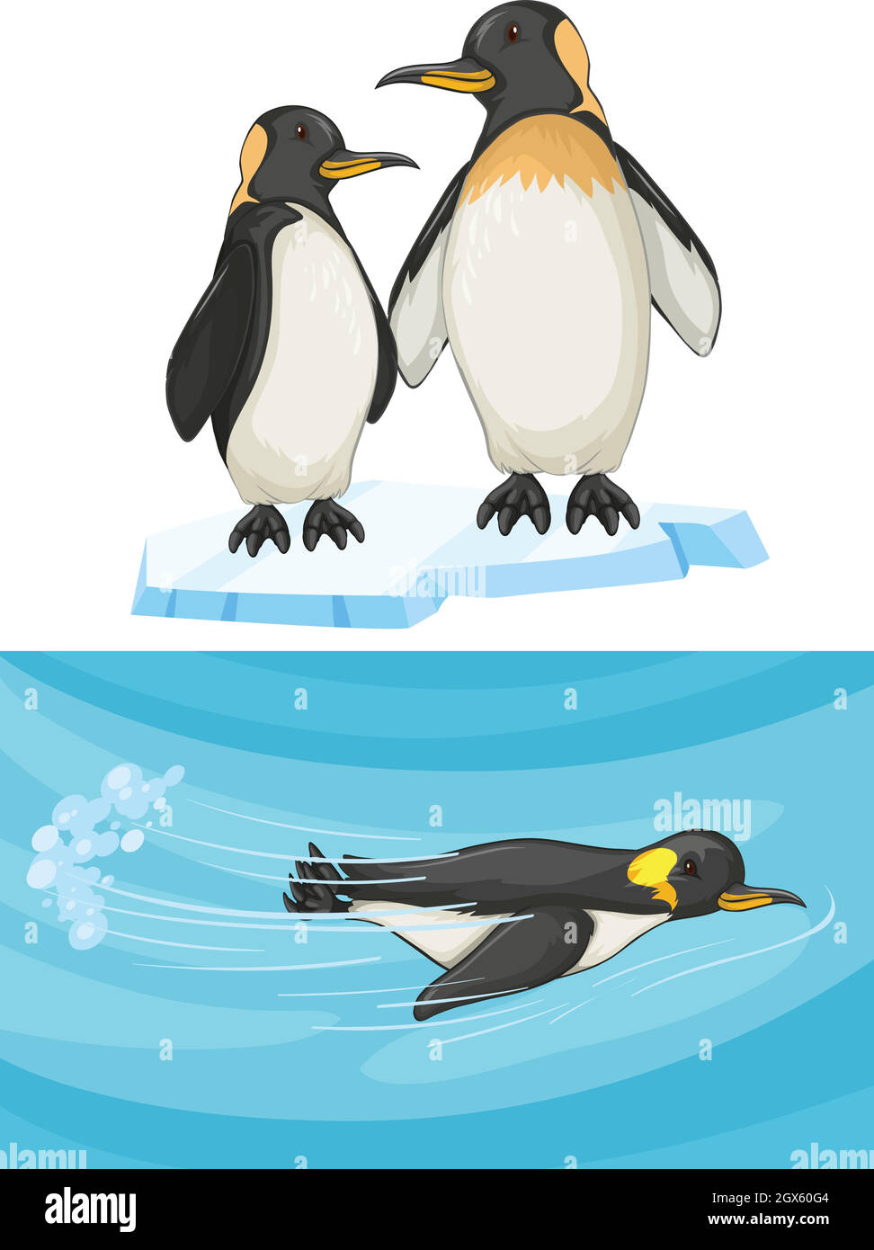 Pinguin schwimmend und stehend auf Eis Stock Vektor