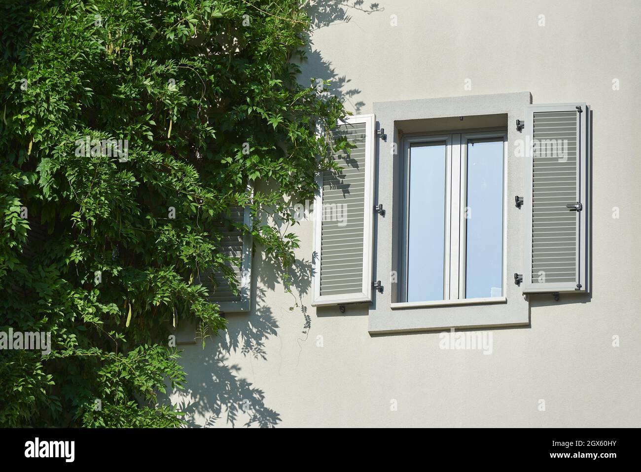 Graue Kunststoff-Fensterläden an einem Wohngebäude mit Kletteranlage Stockfoto