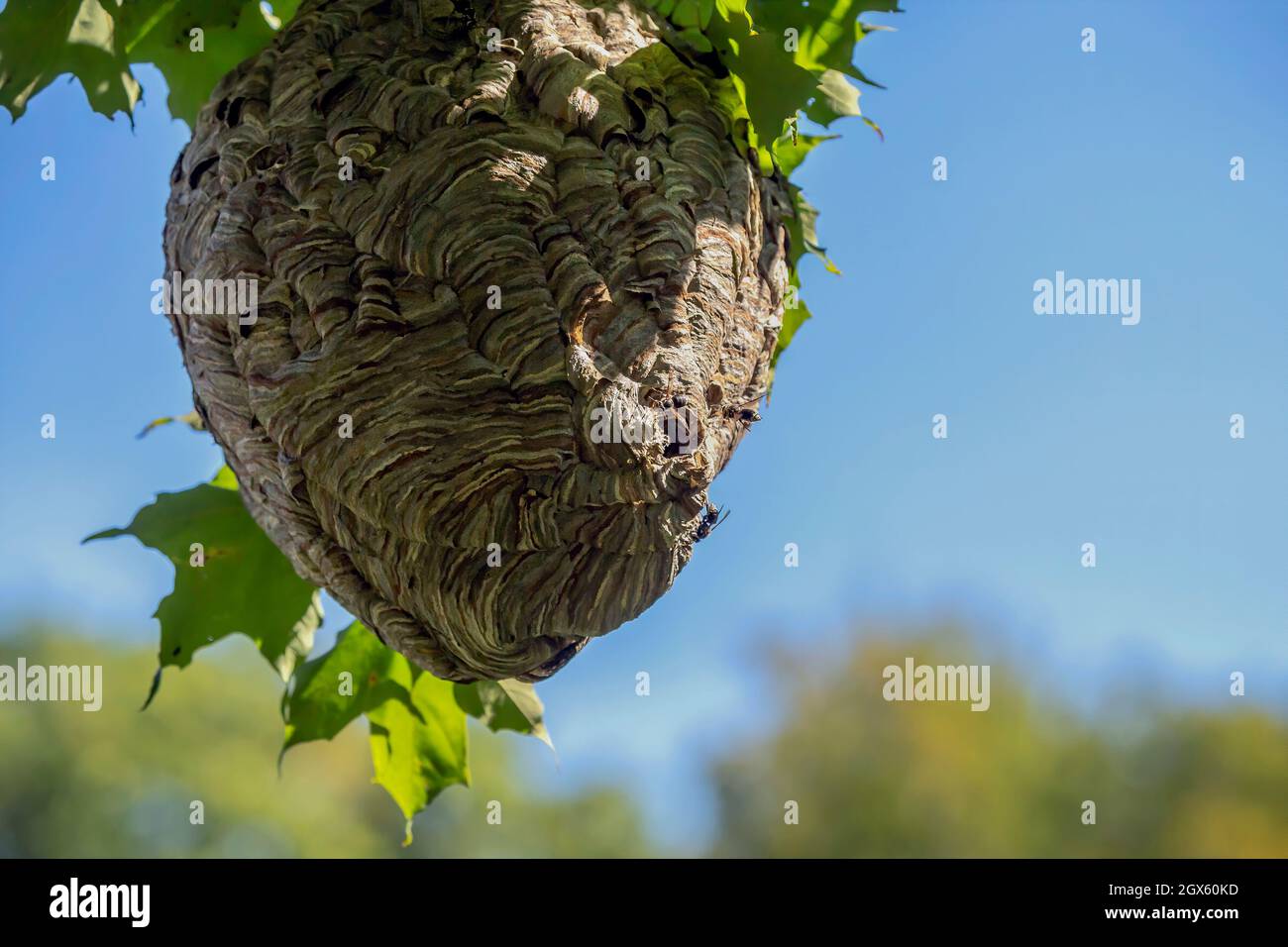 Glatzenschhorfe ( Dolichovespula maculata ) Nistet auf einem Baum im Park. Wespenarten sind auch als Glatzengesichtengelbweste, Glatzengesichtenwa bekannt Stockfoto