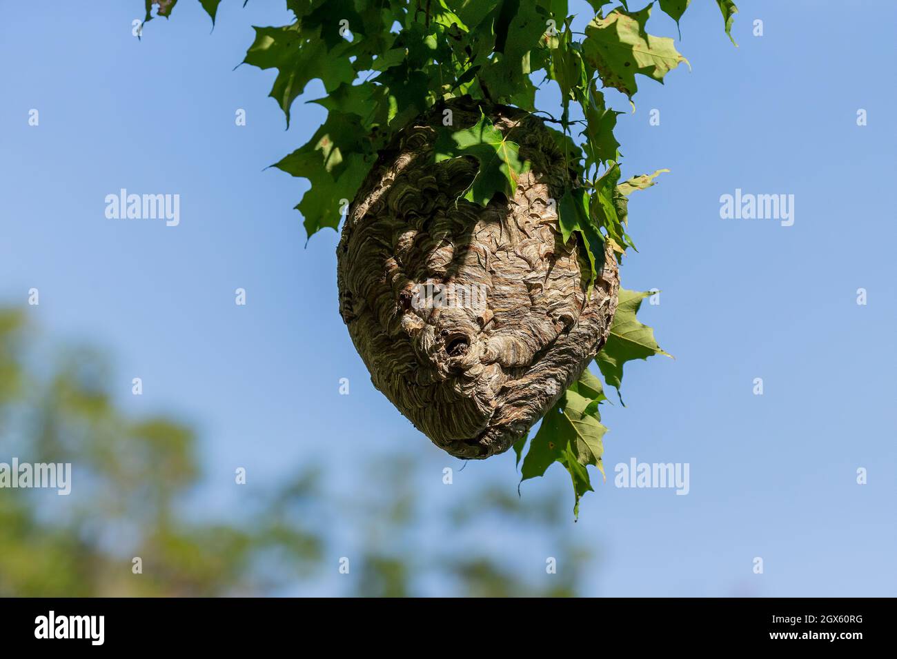 Glatzenschhorfe ( Dolichovespula maculata ) Nistet auf einem Baum im Park. Wespenarten sind auch als Glatzengesichtengelbweste, Glatzengesichtenwa bekannt Stockfoto