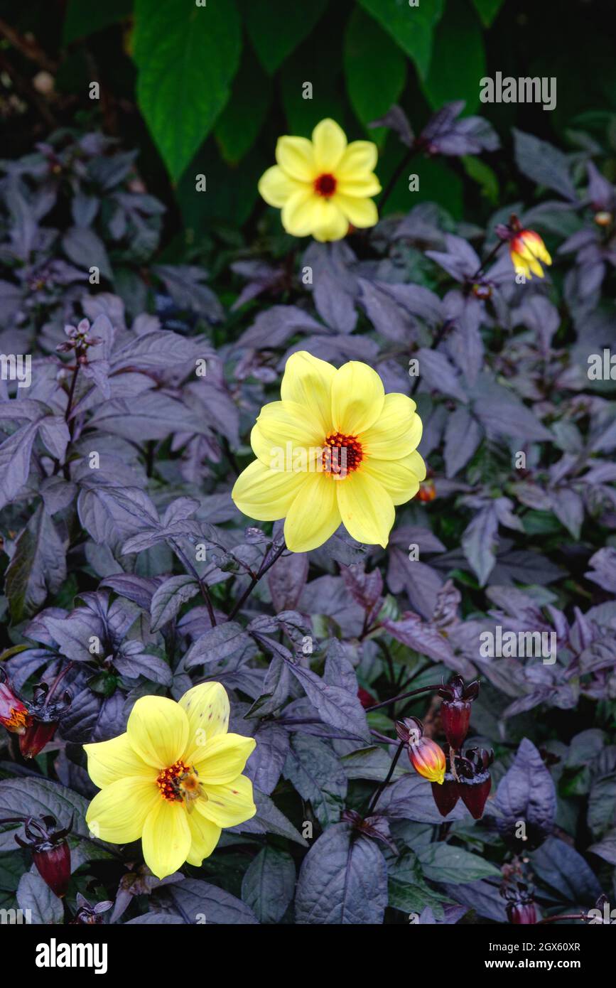 Nahaufnahme der Dahlia Knockout Blütenkopf in voller Blüte gegen dunkles Laub Stockfoto