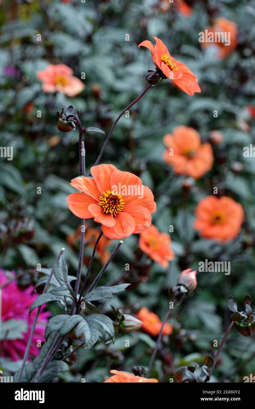Nahaufnahme der orange-roten Blume des Bischofs von Oxford Dahlia Stockfoto
