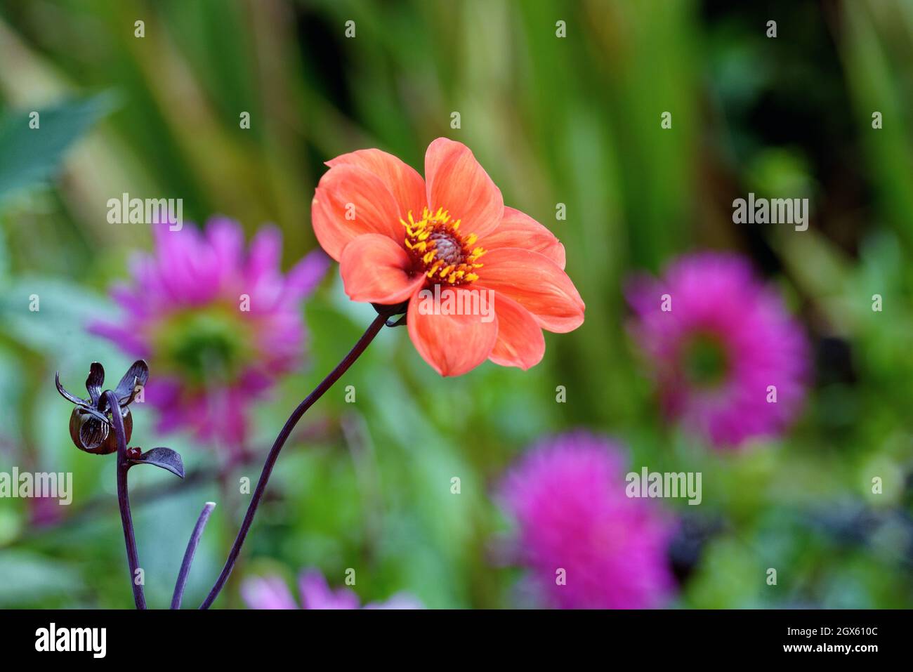 Nahaufnahme der orange-roten Blume des Bischofs von Oxford Dahlia Stockfoto