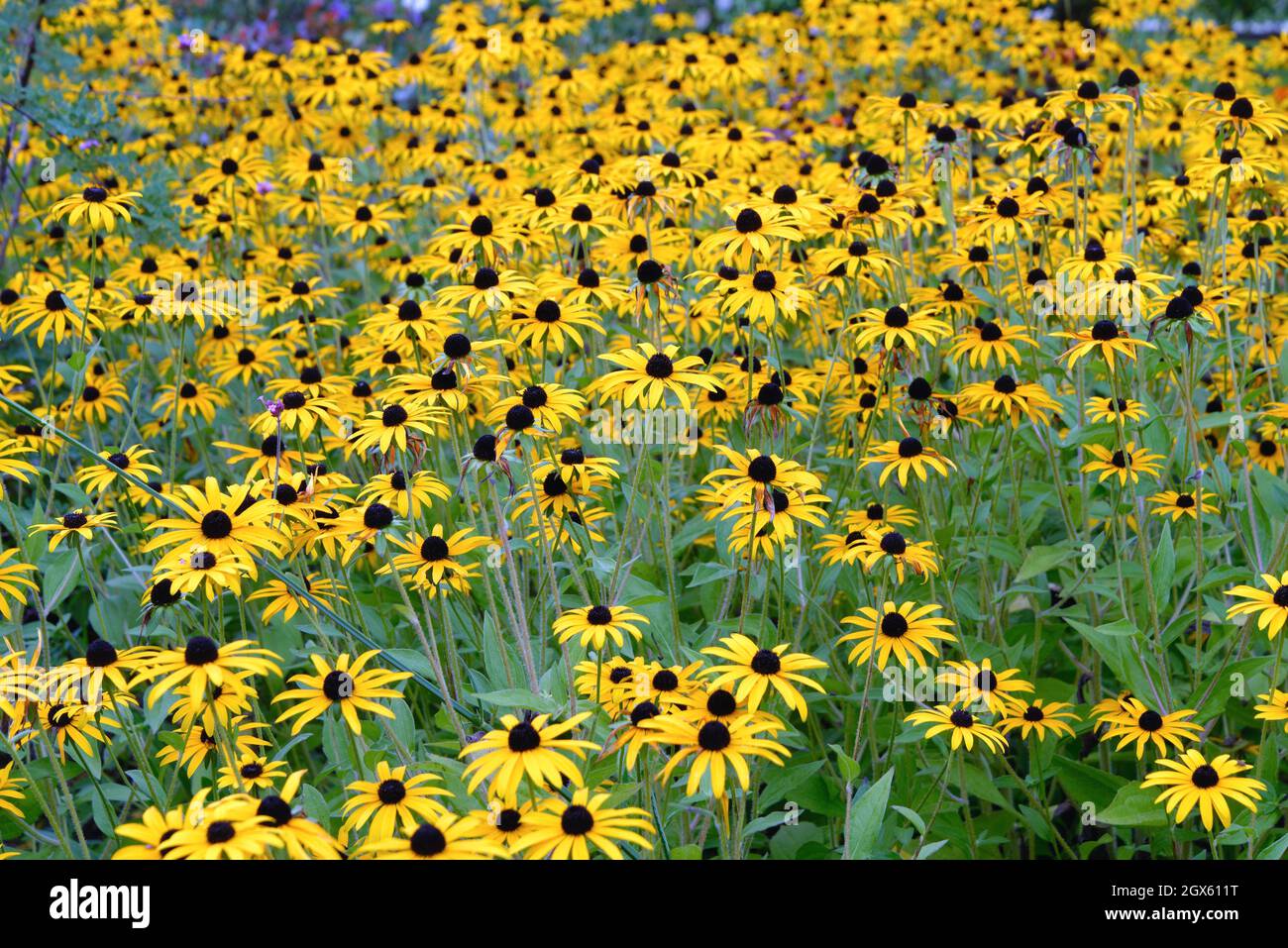 Rudbeckia Goldstum fulgida , var sullivantii in voller Blüte in einem Gartenblumenbett, Surrey UK Stockfoto