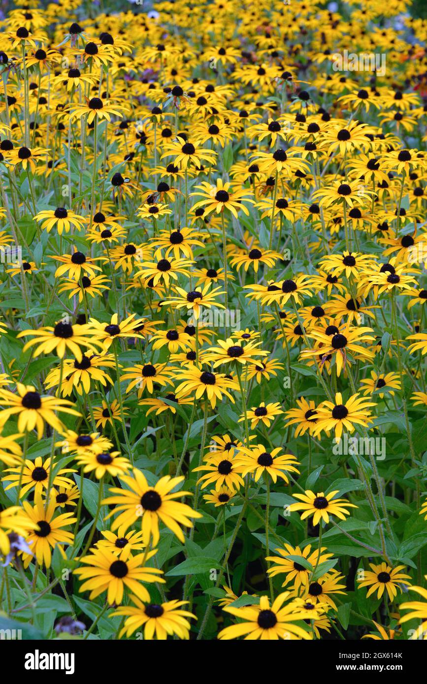 Rudbeckia Goldstum fulgida , var sullivantii in voller Blüte in einem Gartenblumenbett, Surrey UK Stockfoto