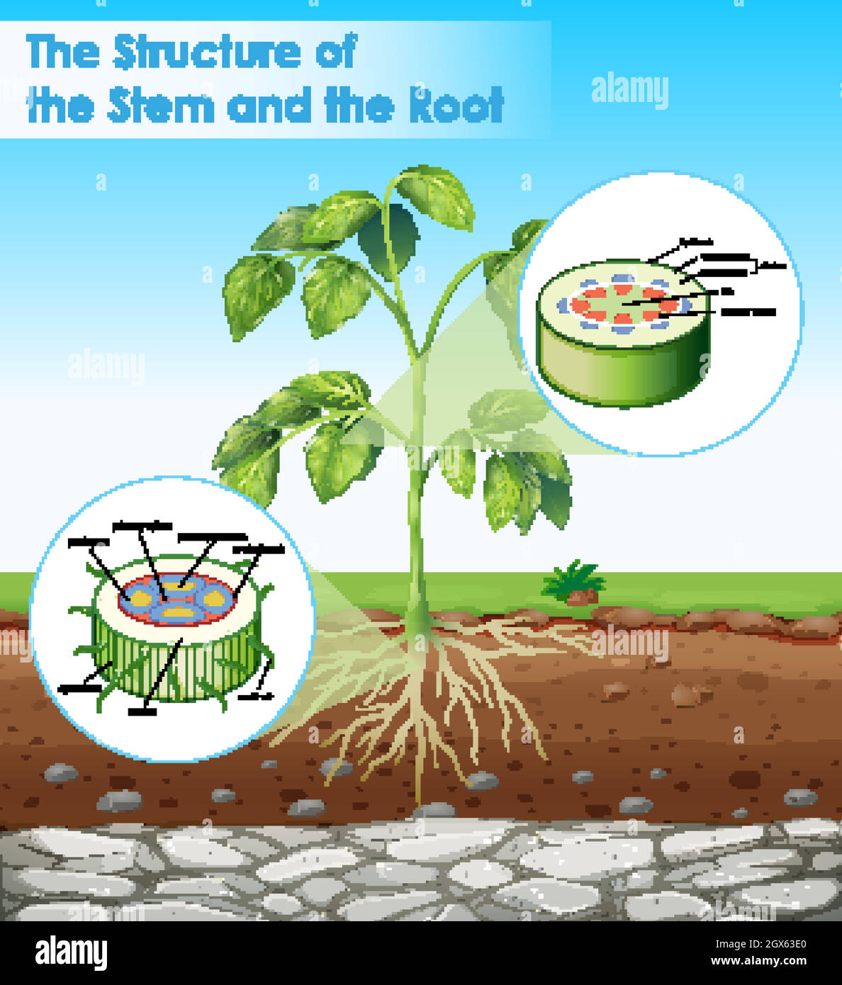 Diagramm mit Struktur von Stamm und Wurzel Stock-Vektorgrafik - Alamy