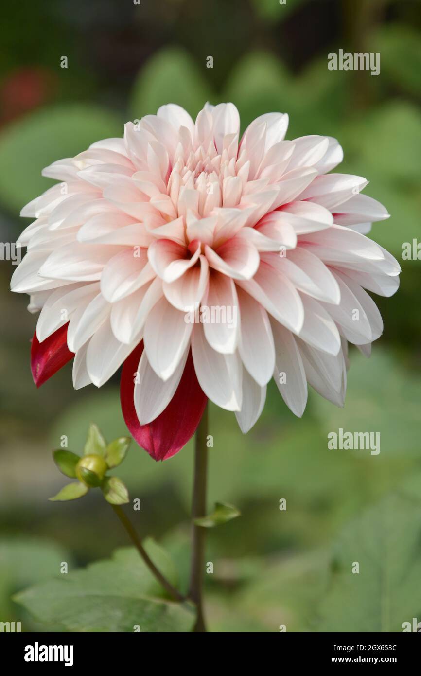 Schöne Dahlia Blume Stockfoto
