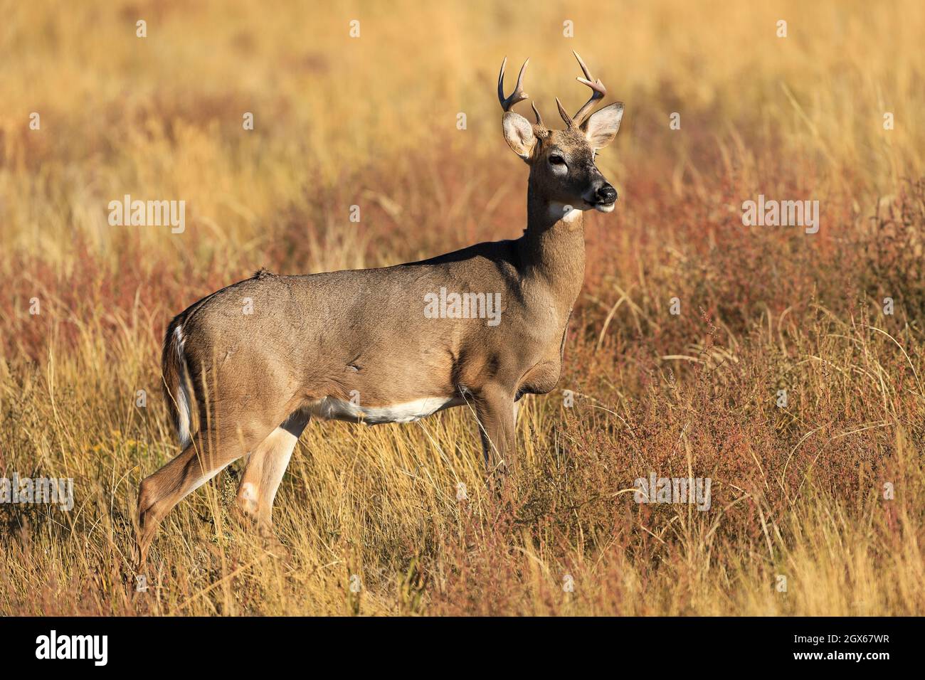 Weißschwanzhirsch Odocoileus virginianus im Herbst Stockfoto