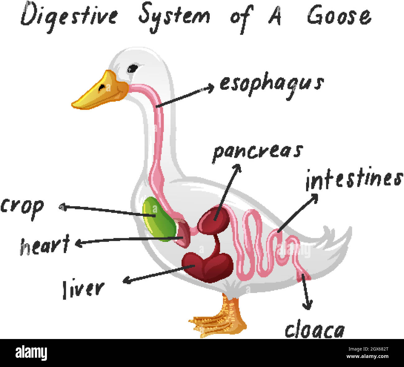 Das Verdauungssystem der Gans Stock Vektor