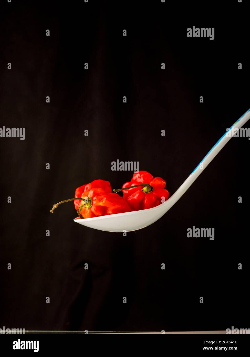 Die Stillleben von Scotch Bonnet Peppers mit hochauflösenden Lebensmittelzutaten auf einem einfachen Hintergrund Stockfoto