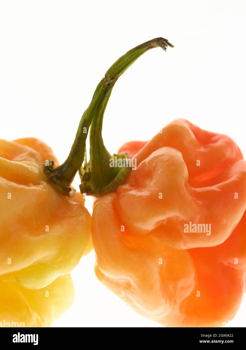 Die Stillleben von Scotch Bonnet Peppers mit hochauflösenden Lebensmittelzutaten auf einem einfachen Hintergrund Stockfoto