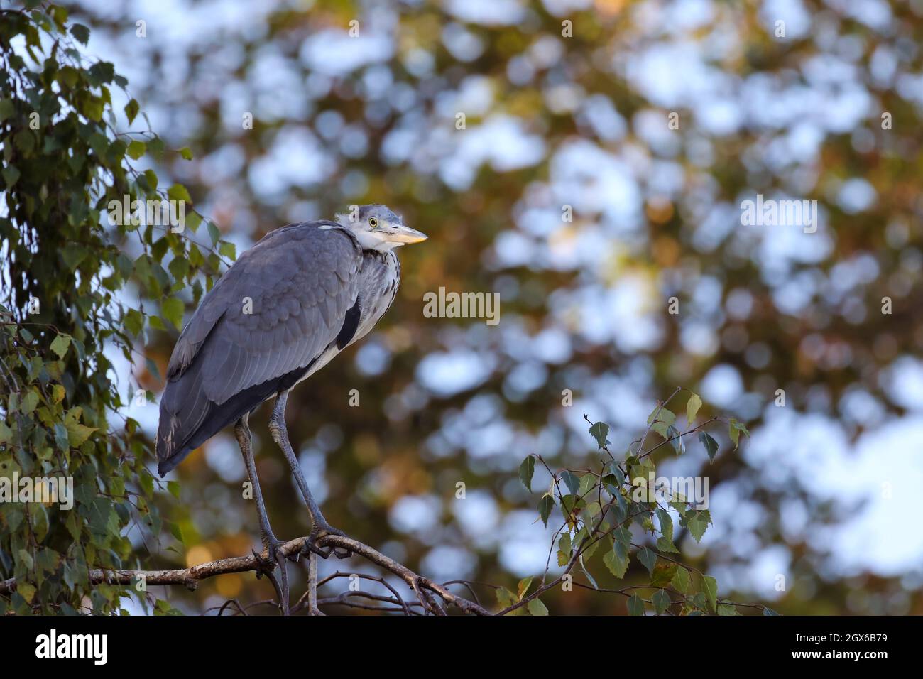 Grauer Reiher 'Ardea cinerea', der auf einem Ast thront, gebeugt mit eingezogenem Hals. Graue Federn. Bokeh Hintergrund der Herbstblätter Laub. Dublin, Irland Stockfoto