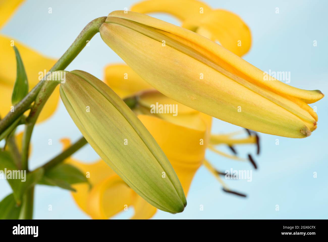 Lilium 'Gelbe Bruse' Asiatische Lilienblütenknospen Juni Stockfoto