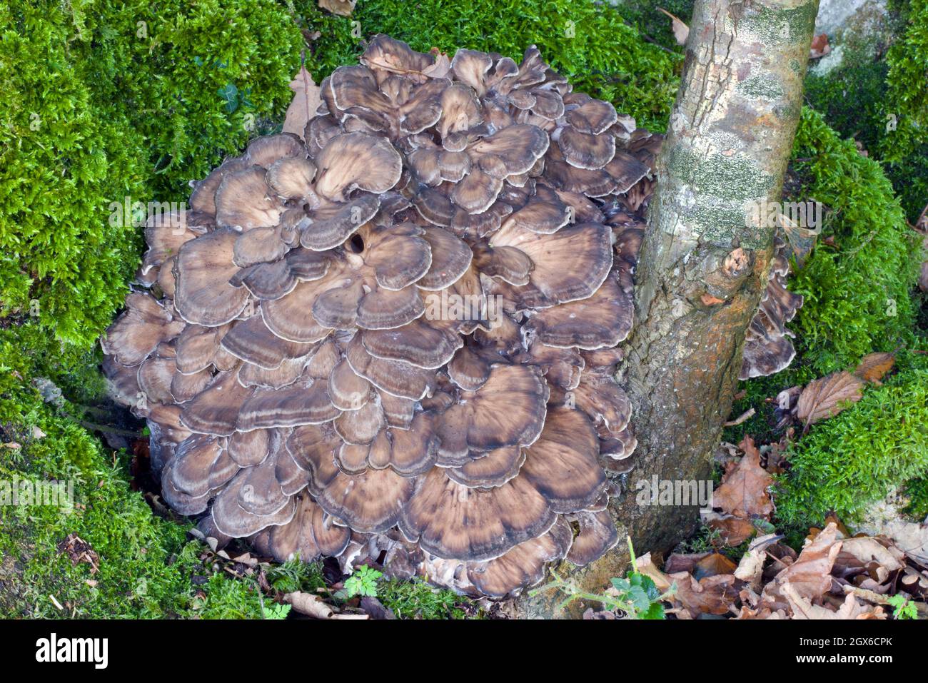 Grifola frondosa (Waldhuhn) ist ein polyporiger Pilz, der am Fuße von Bäumen, insbesondere Eichen, wächst. Es ist eine Auswahl essbarer Arten. Stockfoto