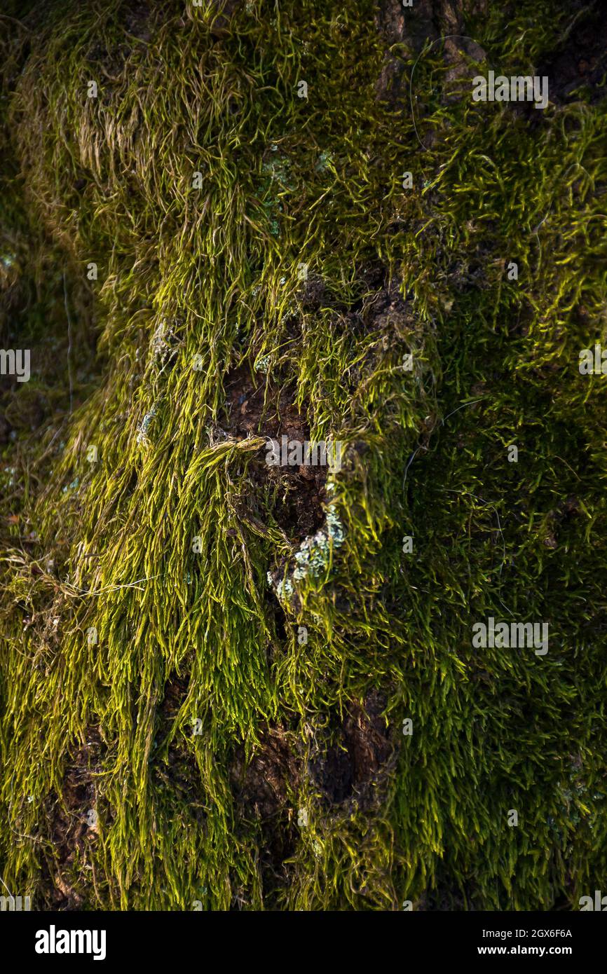 Nahaufnahme des grünen Moos auf dem Baum. Schöner Naturhintergrund Stockfoto