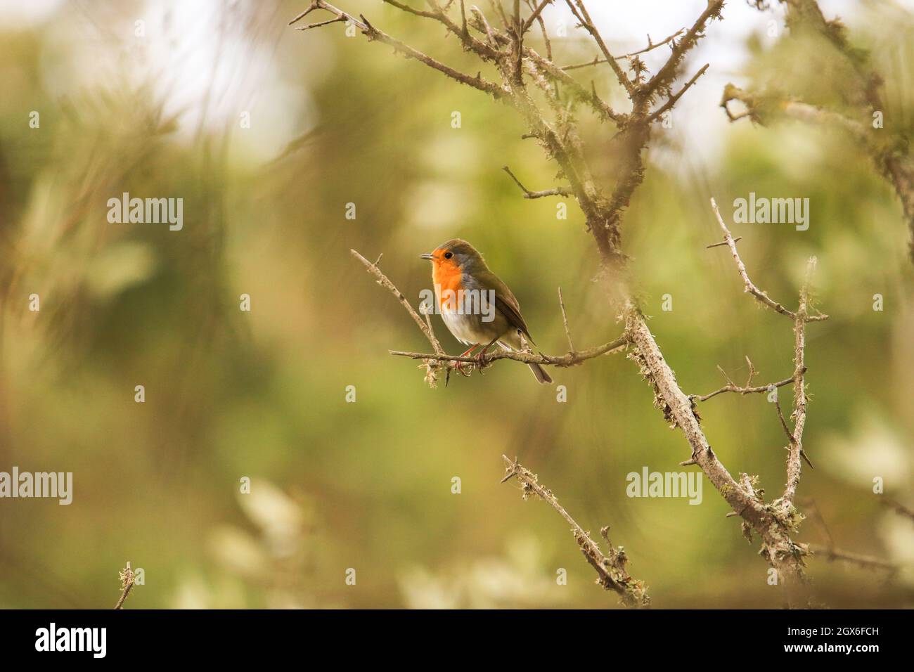Robin Redbreast in einem Baum. Europäischer Robin Stockfoto