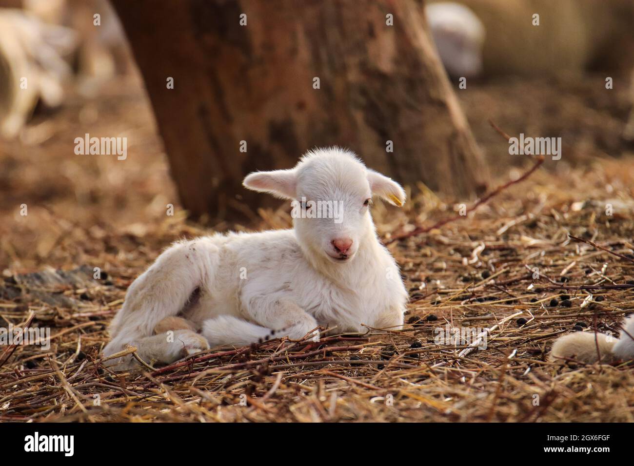 Kleines süßes Lamm, das auf einer Wiese auf der englischen Farm spielt Stockfoto