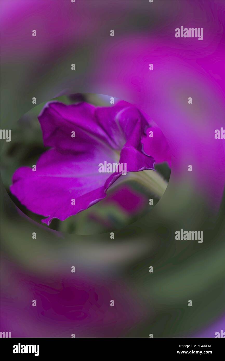 Die rosafarbene Jahresblume in einem Blumenswirbel Stockfoto