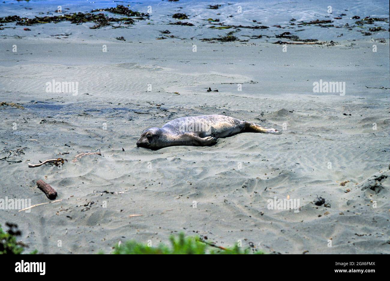 Robben an einem Strand in Big Sur, Kalifornien, USA Stockfoto