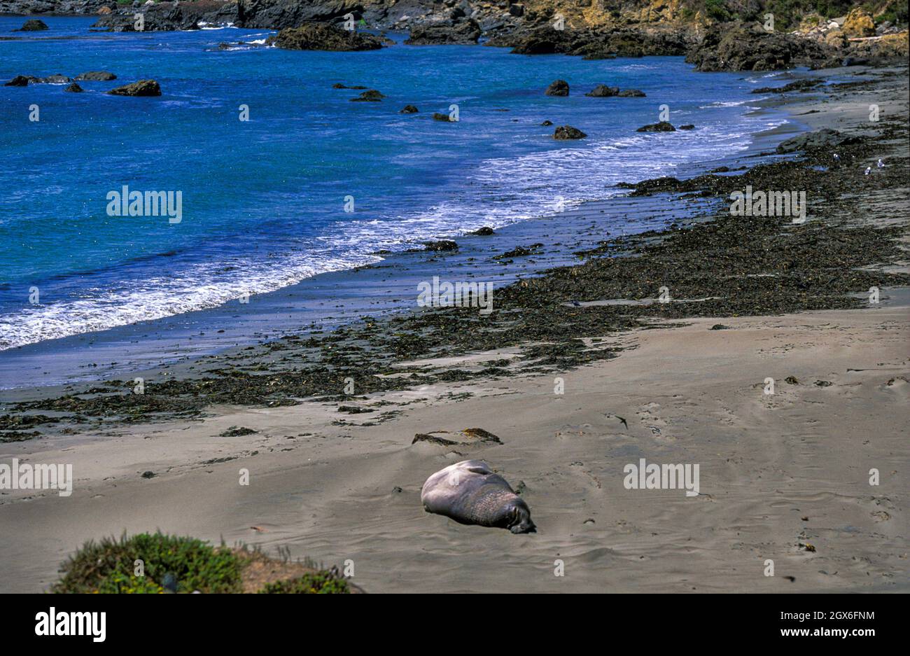 Robben an einem Strand in Big Sur, Kalifornien, USA Stockfoto