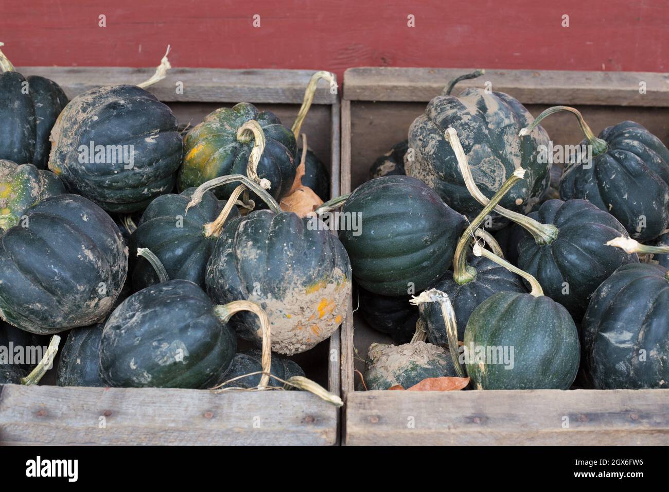 Haufen Eichelkürbis in Holzkisten. Stockfoto