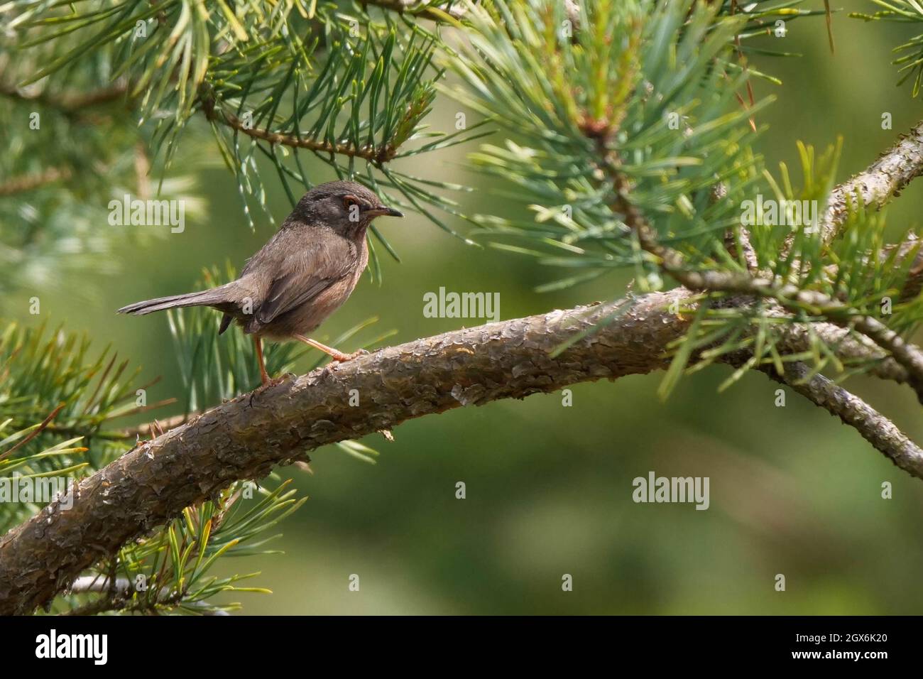 Dartford-Waldsänger Sylvia undata thronte im Nadelbaum Stockfoto