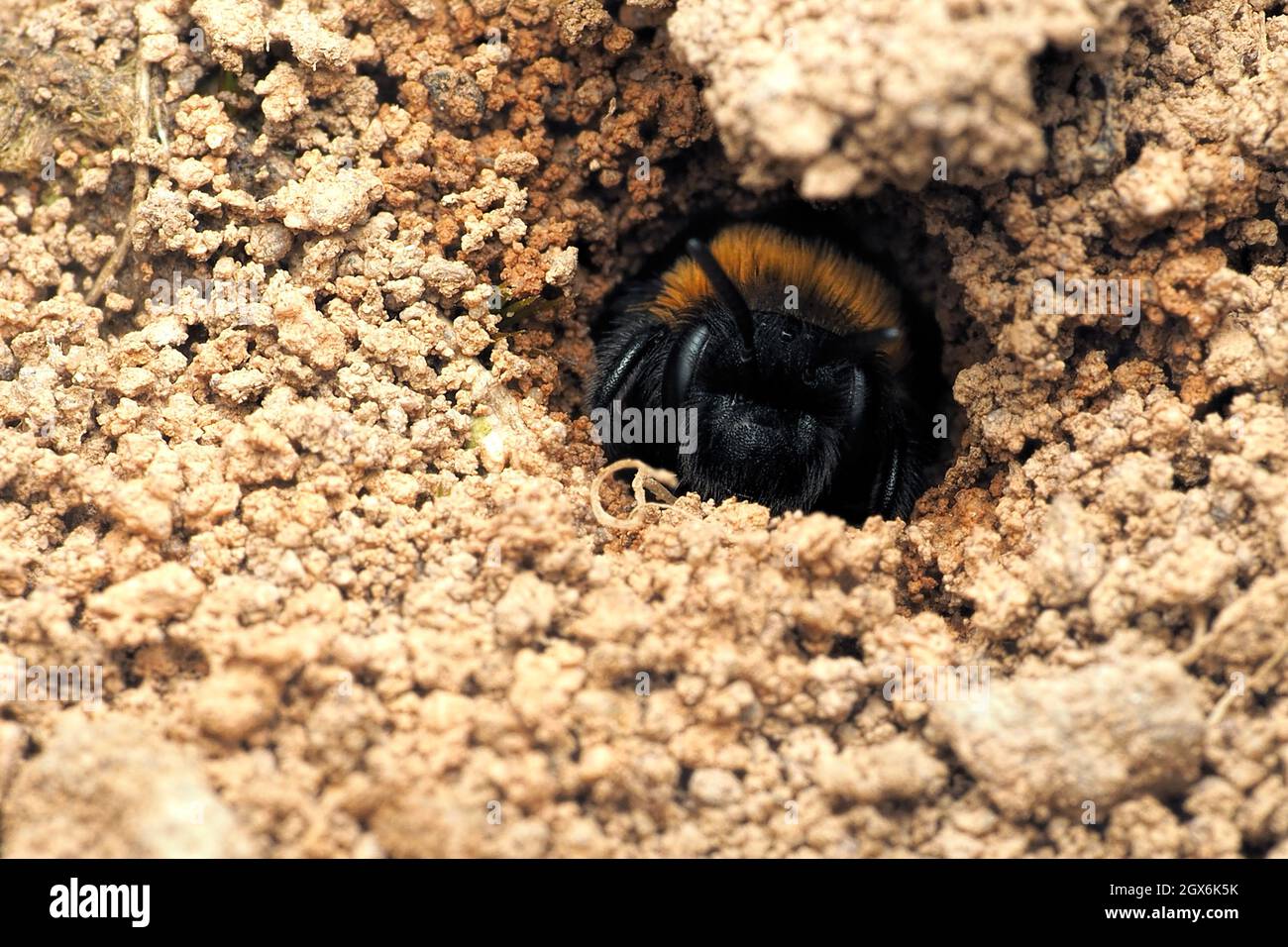 Gwynnes Bergbaubiene (Andrena bicolor), die aus ihrem Nesteingang hervortritt. Tipperary, Irland Stockfoto