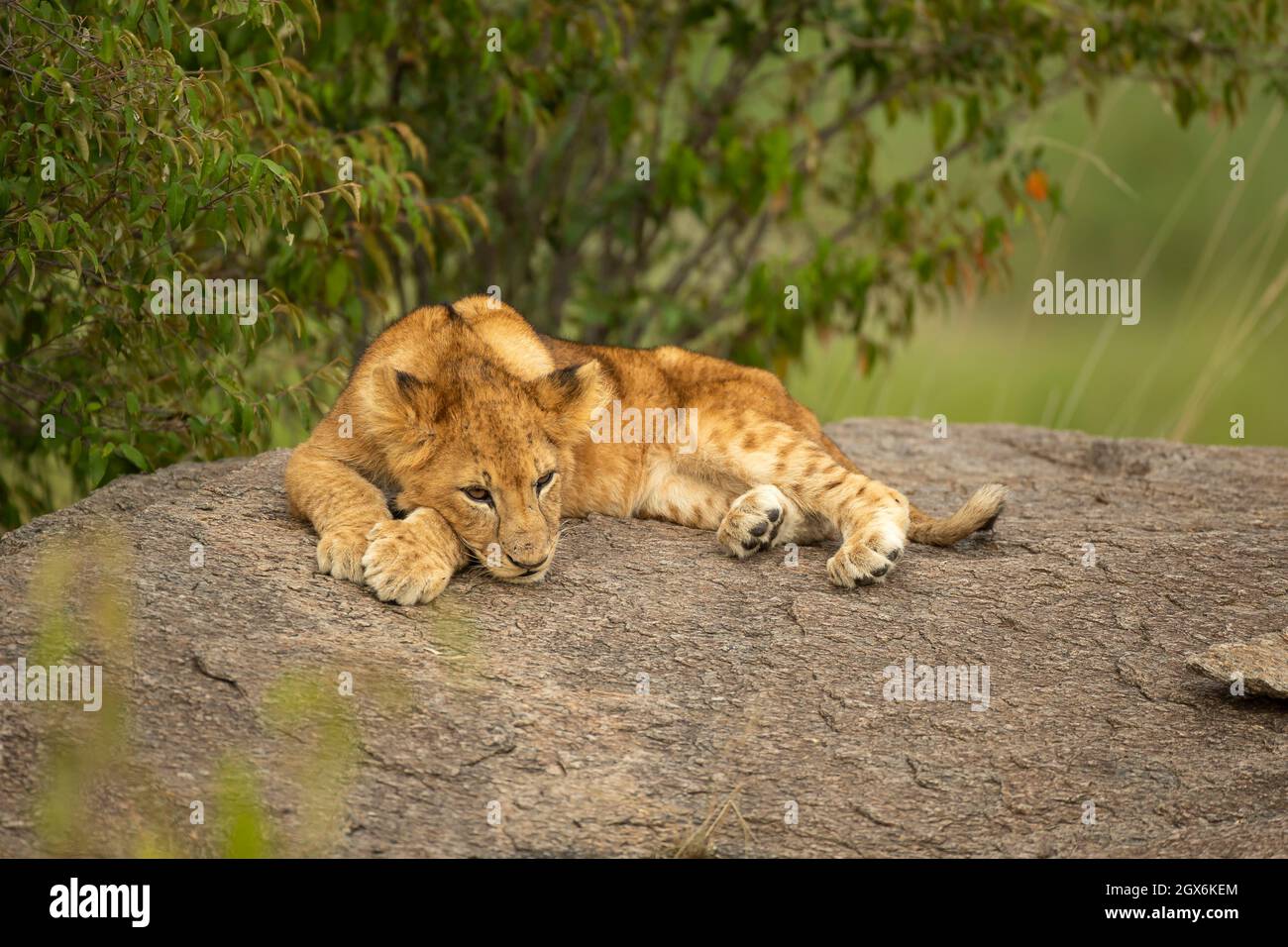 Löwenjunge (Panthera leo) sitzt auf einem Felsen Stockfoto