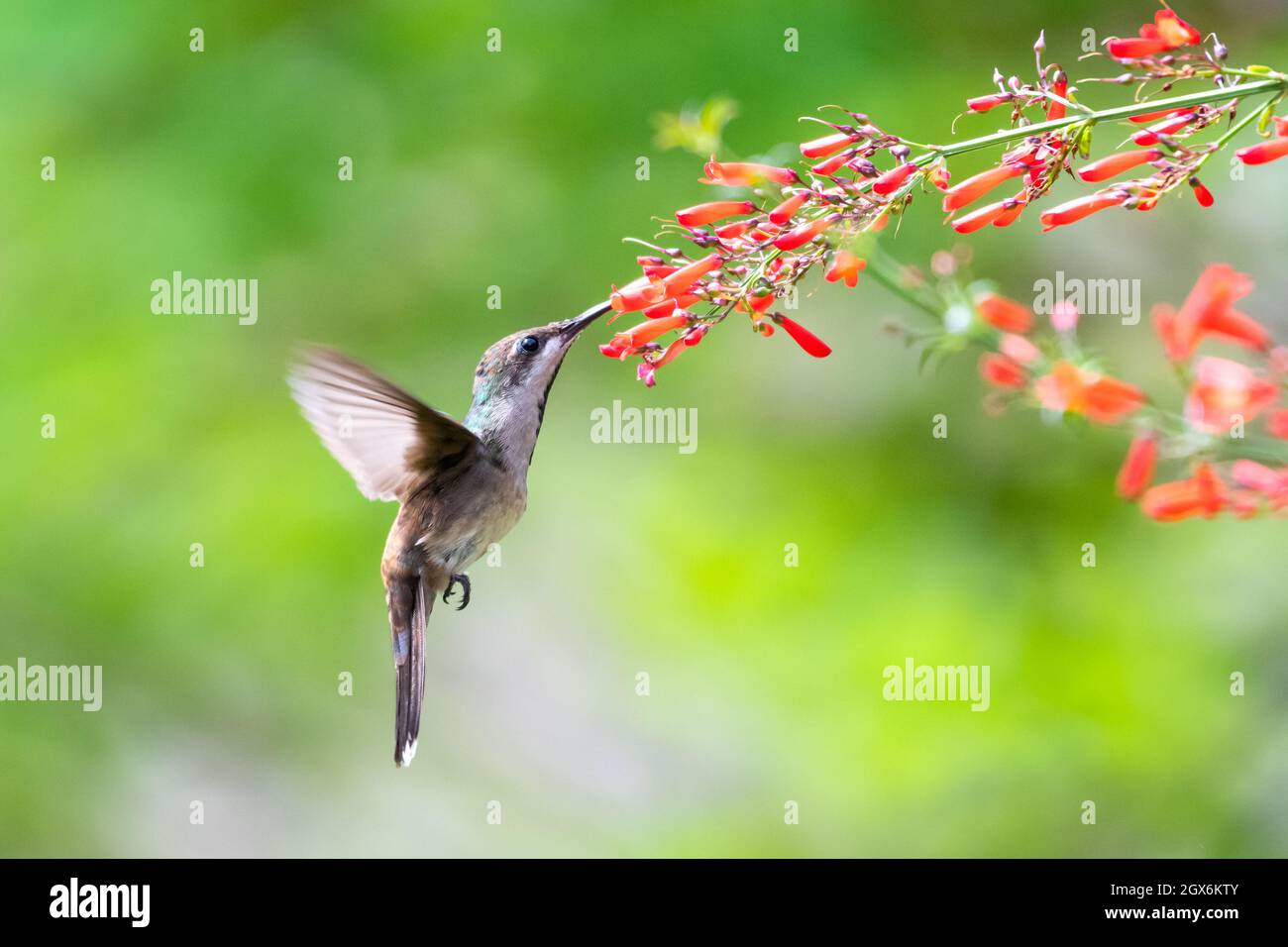 Eine weibliche Kolibri Ruby Topaz (Chrysolampis mosquitus), die sich in natürlichem Sonnenlicht von den roten Blüten eines Antigua Heath-Strauchs ernährt Stockfoto