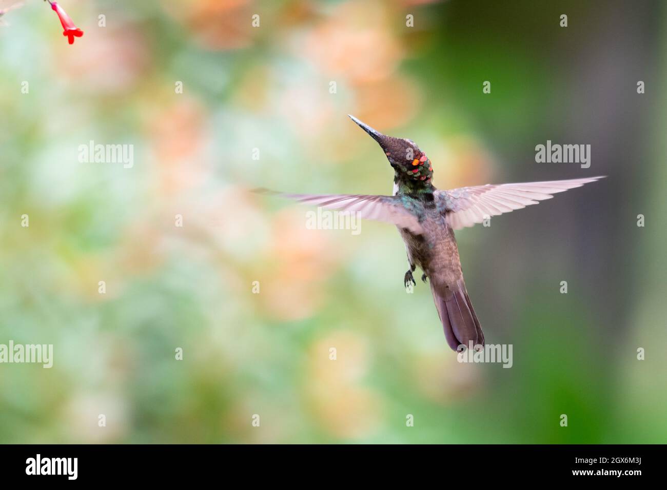 Ein junger Kolibri aus Ruby Topaz (Chrysolampis mosquitus), der sich auf der roten Antigua Heide ernährt, blüht in einem Garten mit verschwommenem Bokeh-Hintergrund. Stockfoto