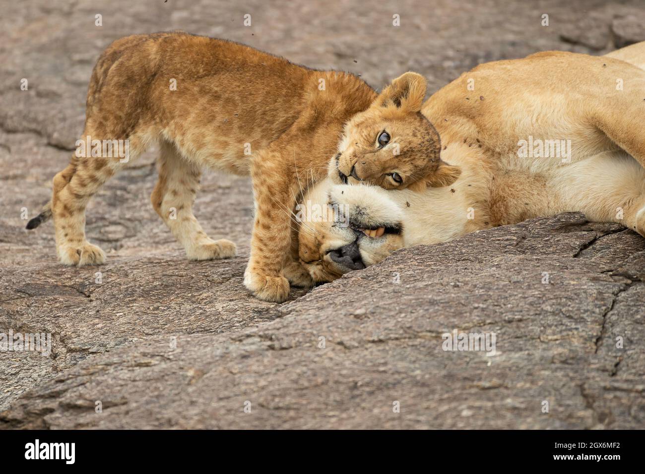 Löwenjunge (Panthera leo), der von einem Erwachsenen Komfort sucht Stockfoto