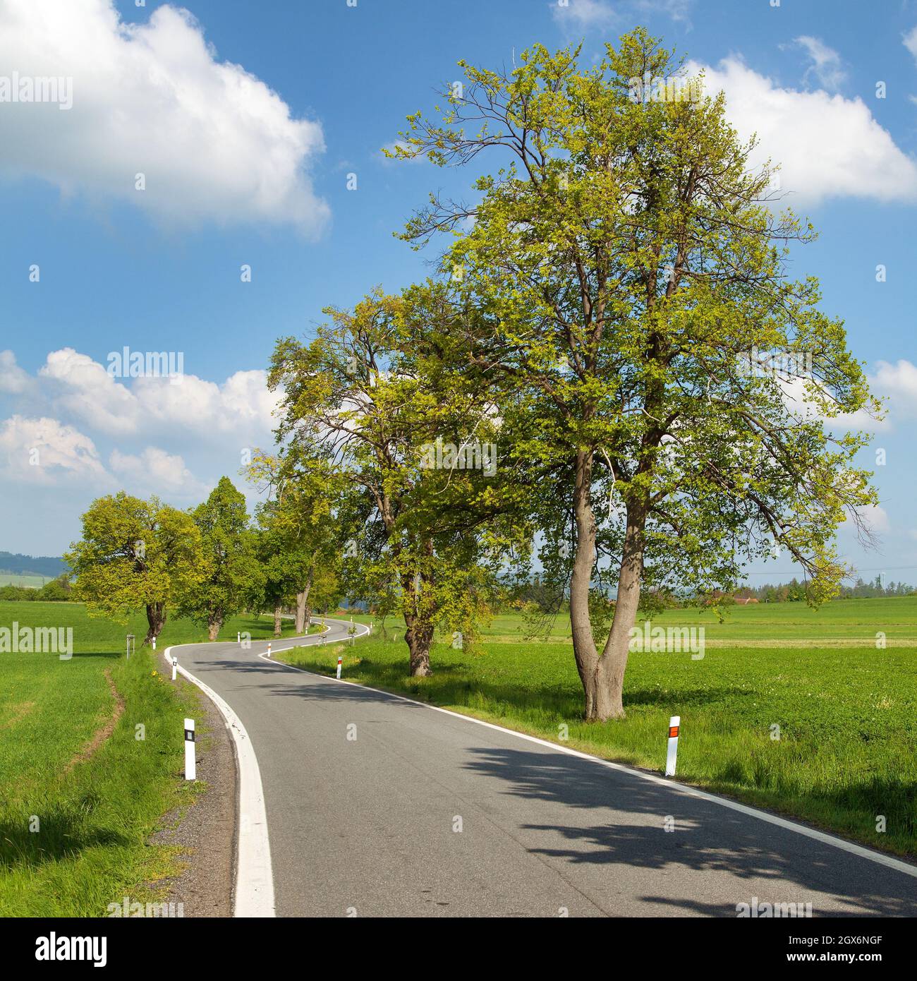 Frühling oder frühlingshafte Gasse und Straße, wunderschöne Aussicht auf den Frühling Stockfoto