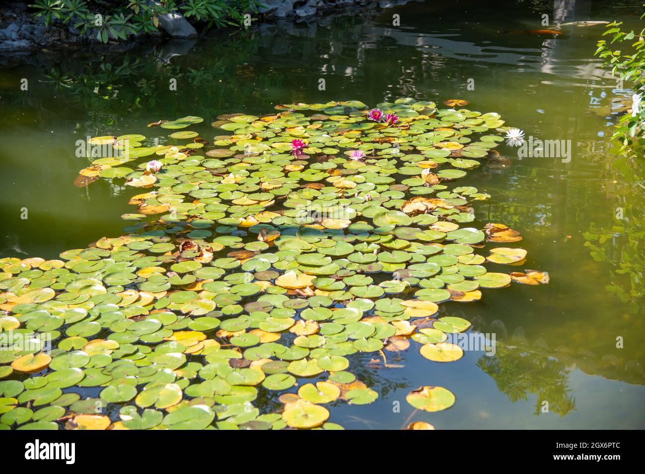 Grüne Seerosen auf dem Fluss mit Koi-Fischen Stockfoto