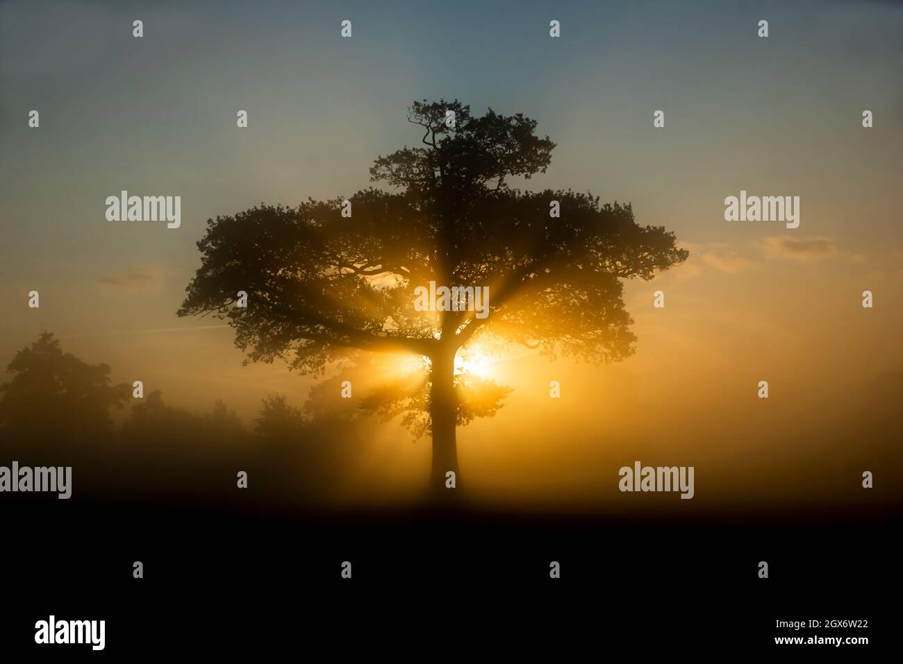Misty Sunrise Oak Tree Whittlebury Hall und Spa Stockfoto