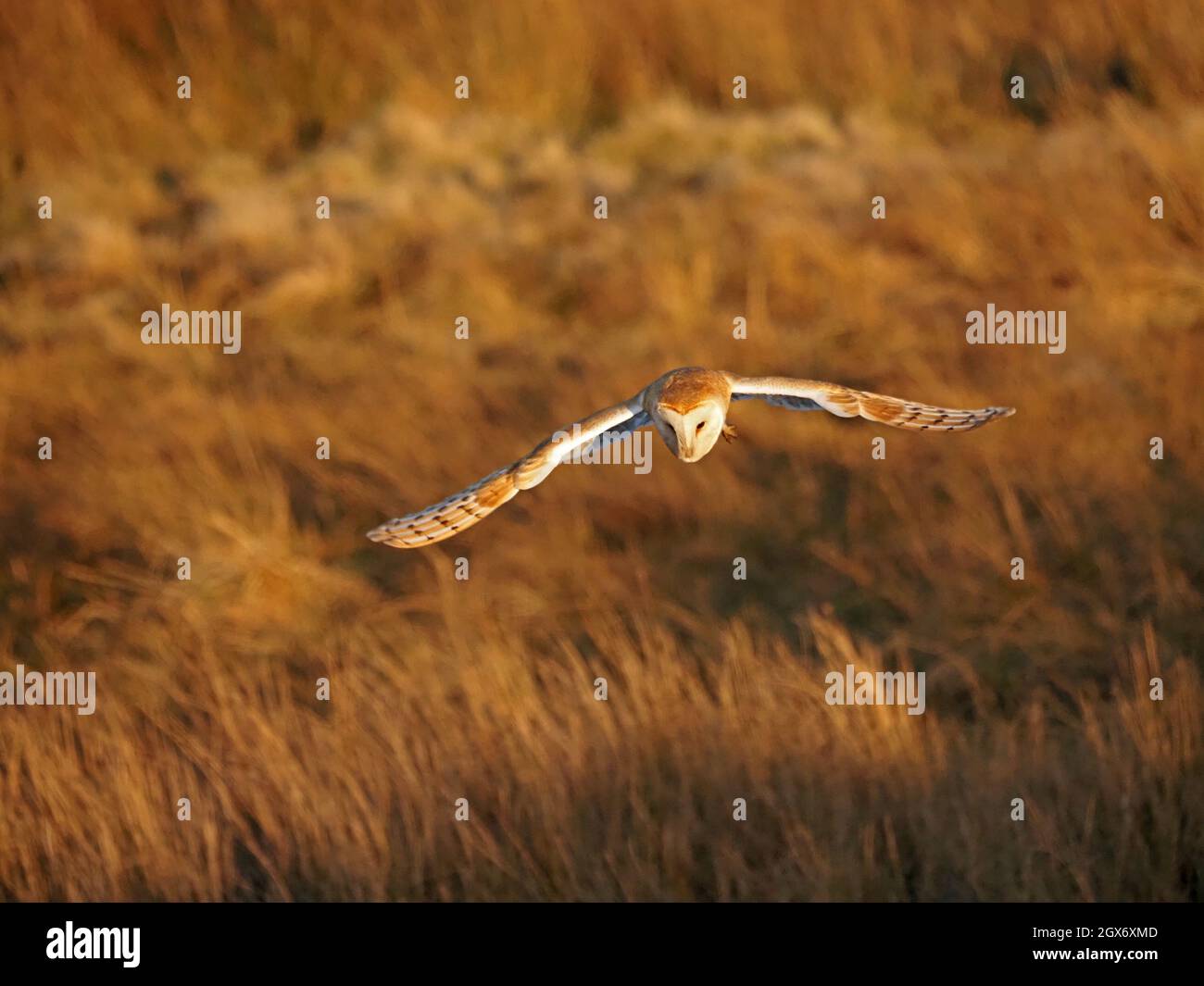 Stalleule (Tyto alba) bei der Flugjagd über raues Moorgras & Rausch der Cumbrian Fells mit goldenem Licht Cumbria, England, UK Stockfoto