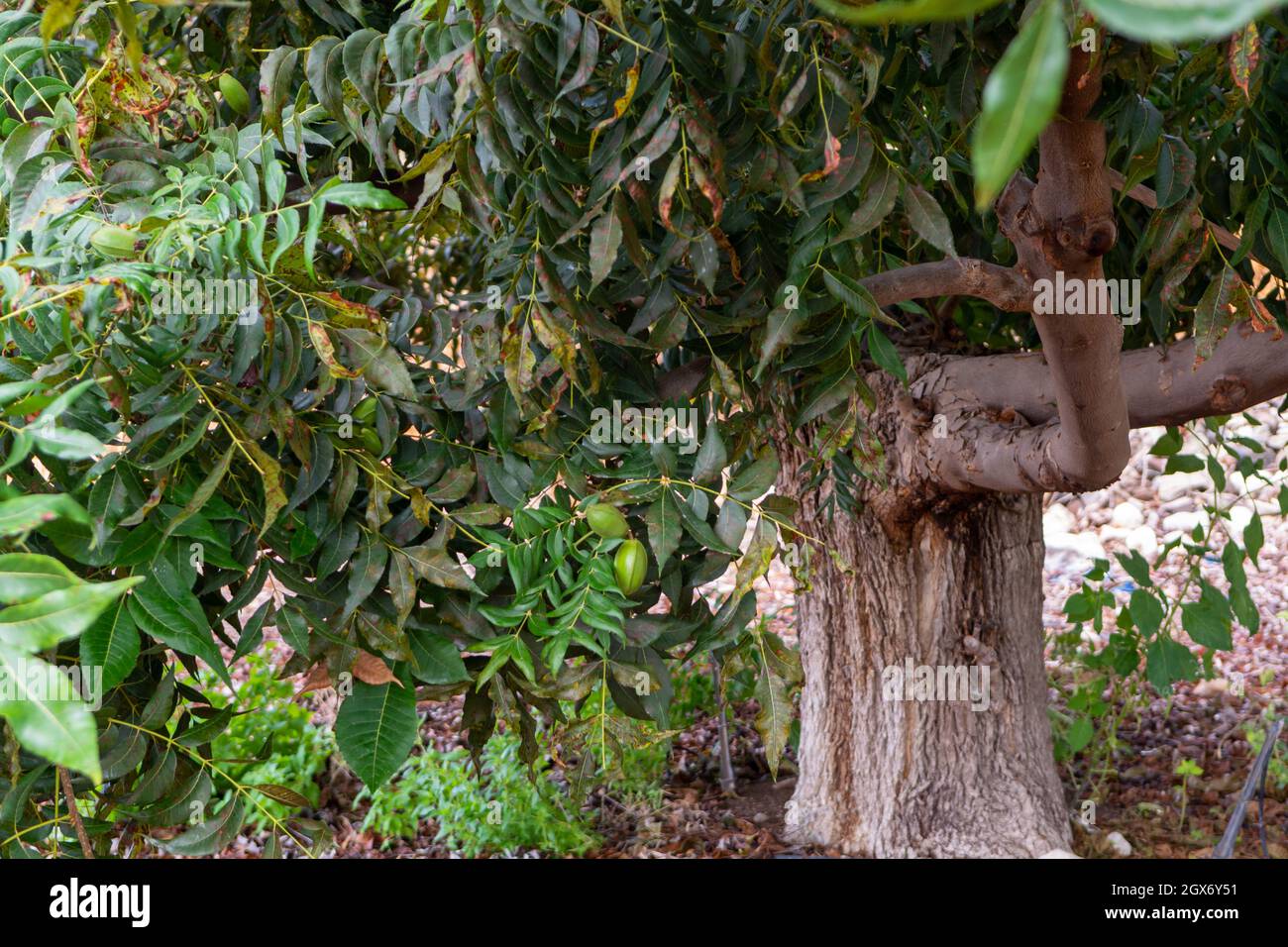 Grüne Pekannüsse reifen auf Plantagen von Pekannüssen auf Zypern in der Nähe von Paphos Stockfoto