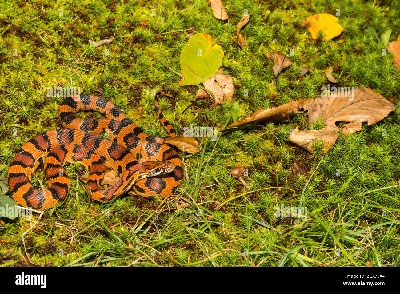 Okeetee Corn Snake (Pantherophis guttata) Stockfoto