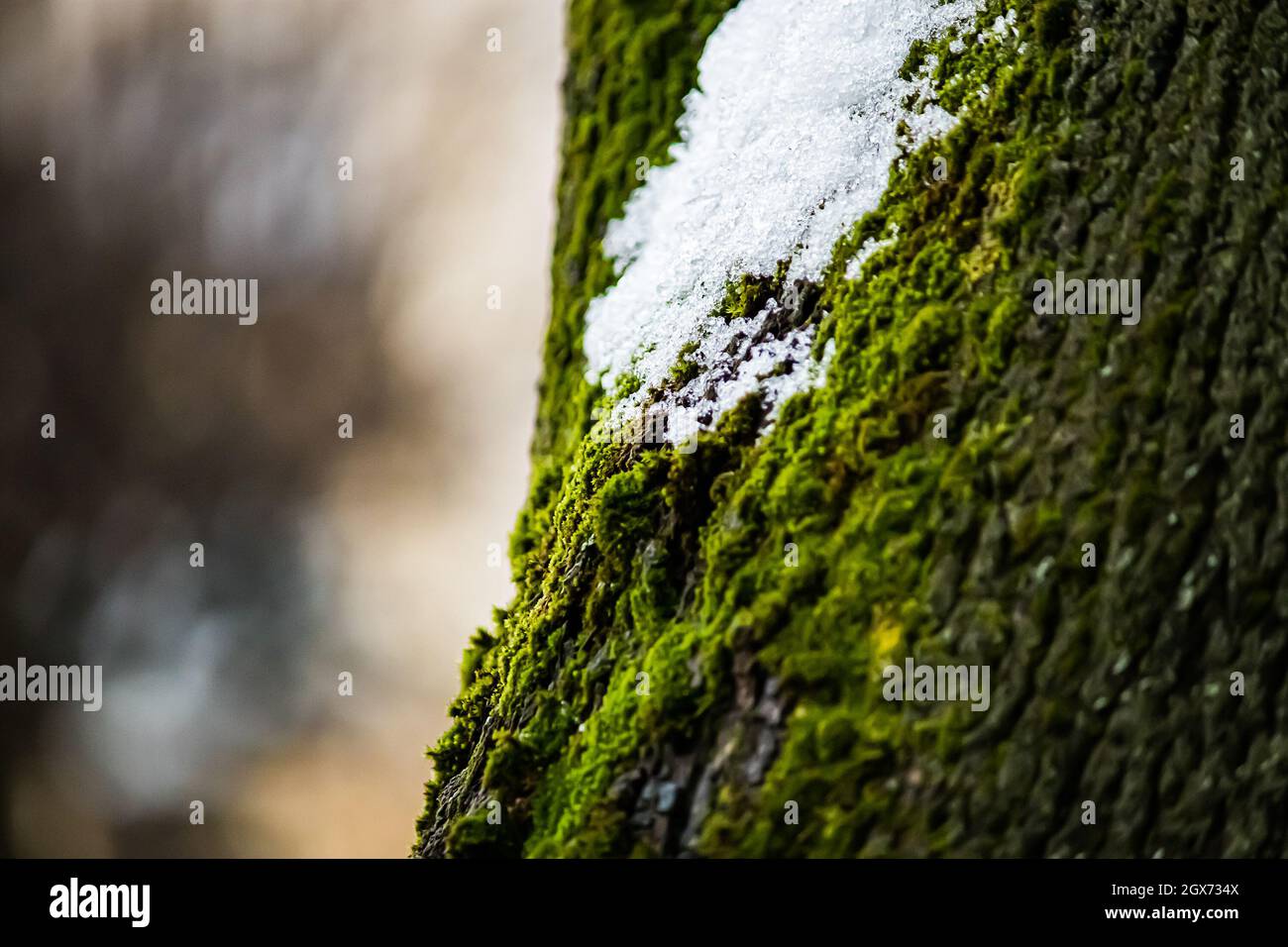 Grünes Moos auf dem Baum. Flechten aus nächster Nähe. Textur der Rinde mit Sphagnum bedeckt. Stockfoto