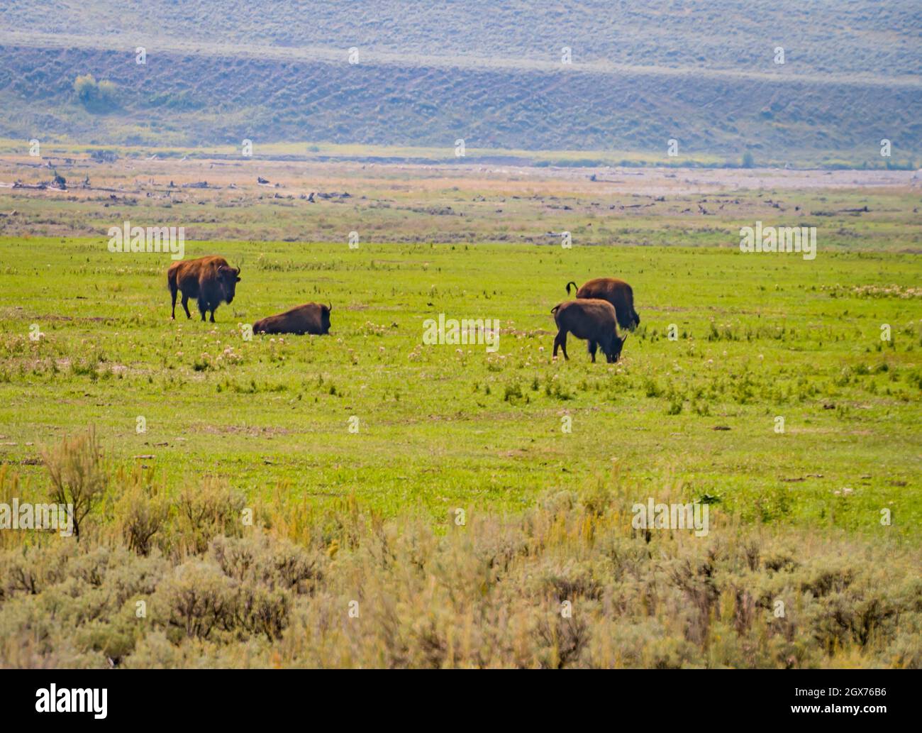 American Bison grast im Yellowstone Park Stockfoto