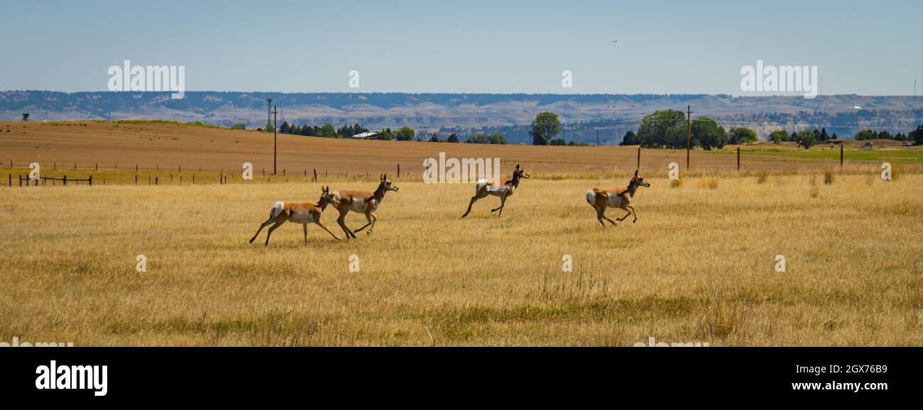 Pronghorn, eine Art Antilope, rast auf den grünen Feldern von Montana Stockfoto