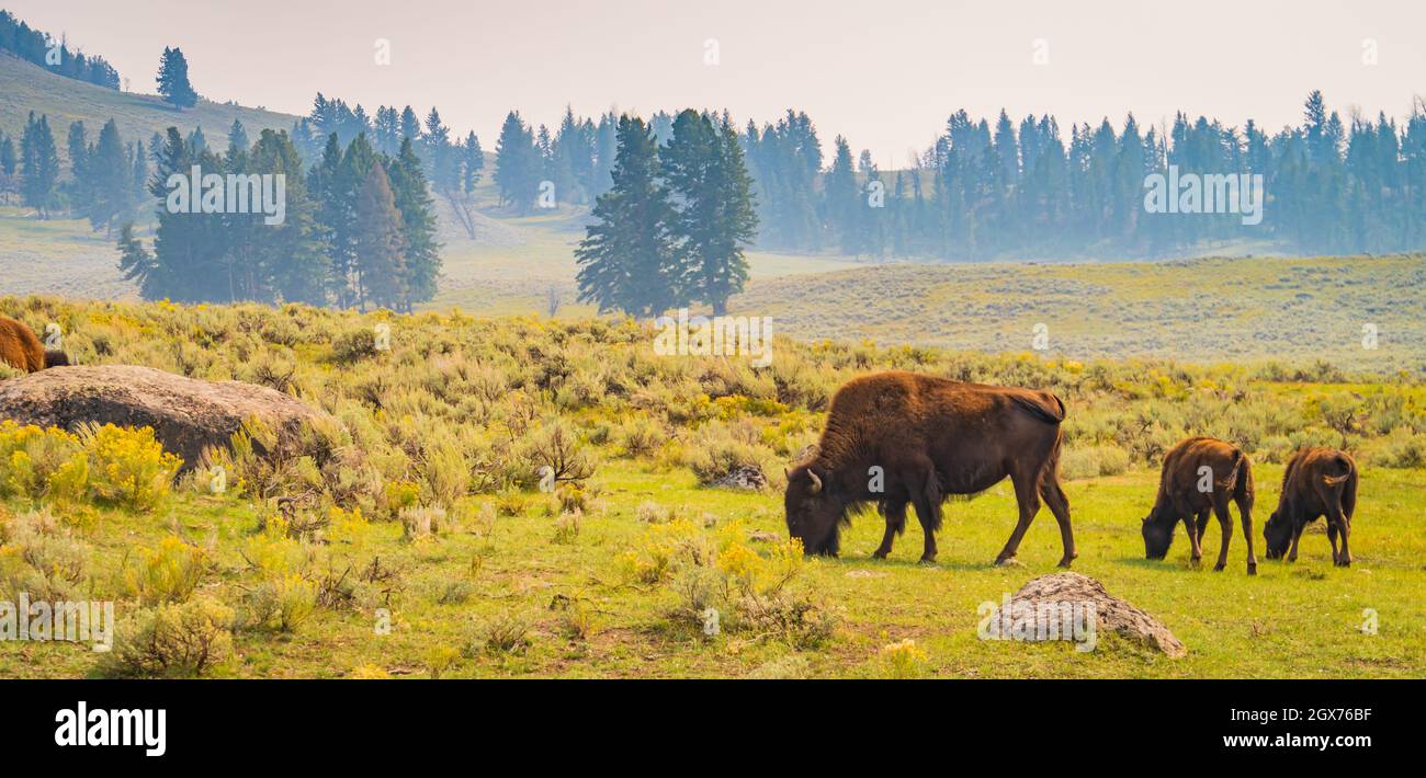 American Bison grast im Yellowstone Park Stockfoto