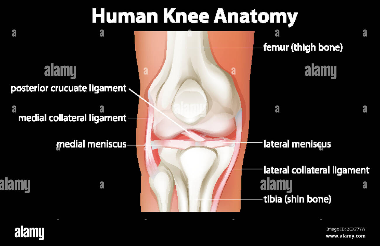 Anatomiediagramm zum menschlichen Knie Stock Vektor