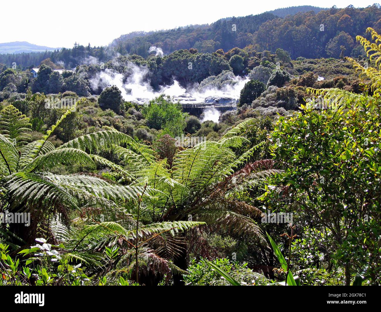 Die thermische Aktivität im Whaka Valley in der Taupo Volcanic Zone ist in Rotorua, Neuseeland, von üppigem neuseeländischem Laub umgeben. Rotorua, eine Stadt in der Caldera eines Vulkans, ist aufgrund seines allgegenwärtigen Schwefelgeruchs und seiner einzigartigen geothermischen Elemente wie heißen Quellen, Schlammtöpfen und Geysire als „Schwefelstadt“ bekannt. Stockfoto