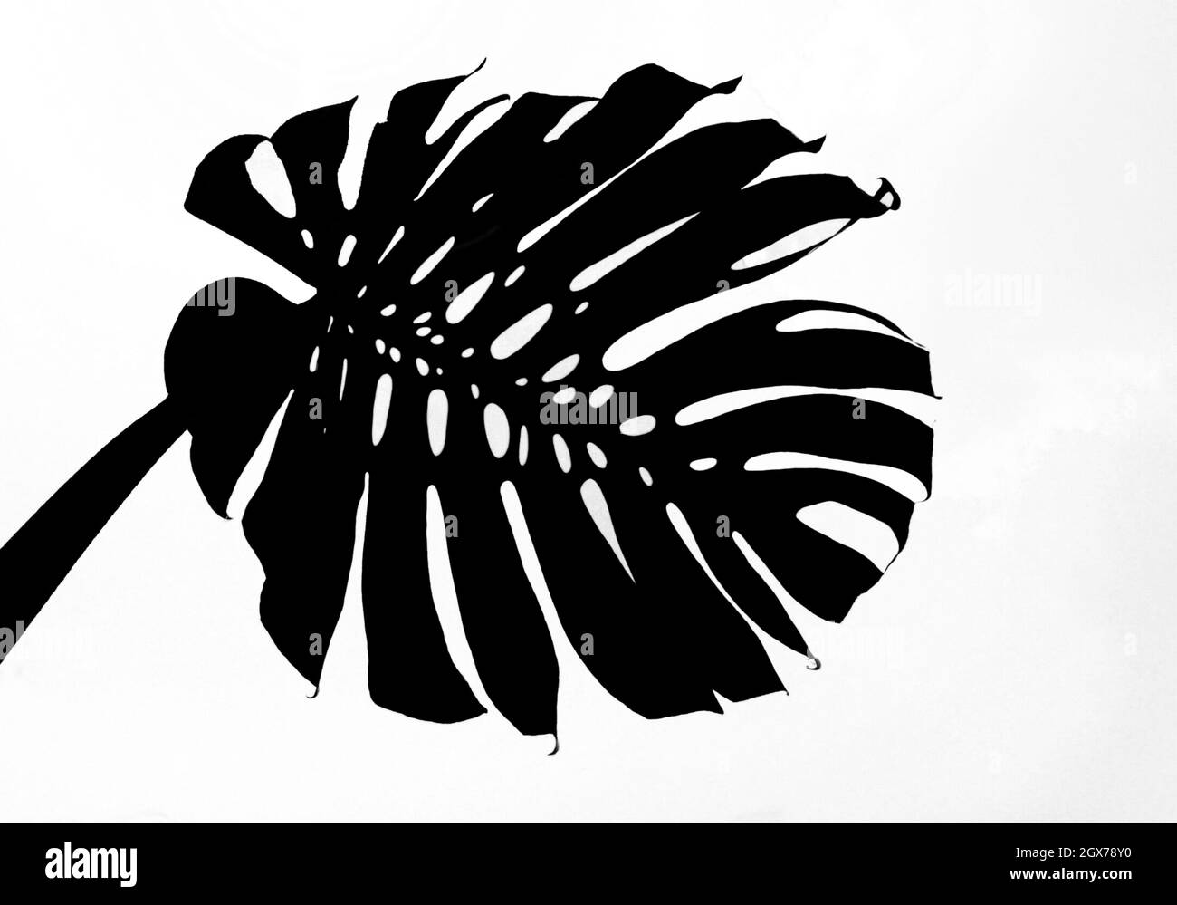 Monstera Blatt schwarz-weiße Farbe Stockfoto