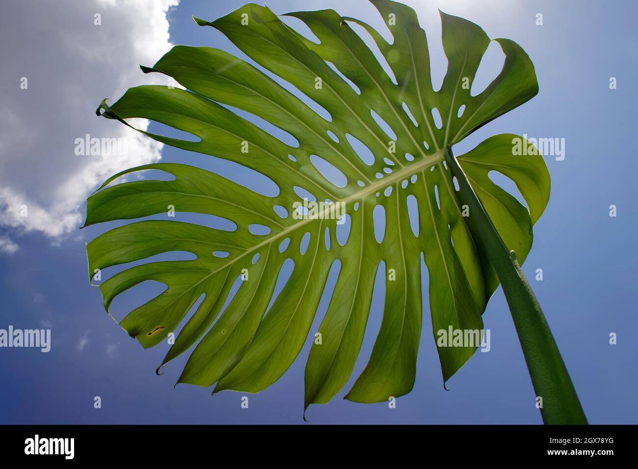 Monstera Blatt mit Himmel Hintergrund Stockfoto