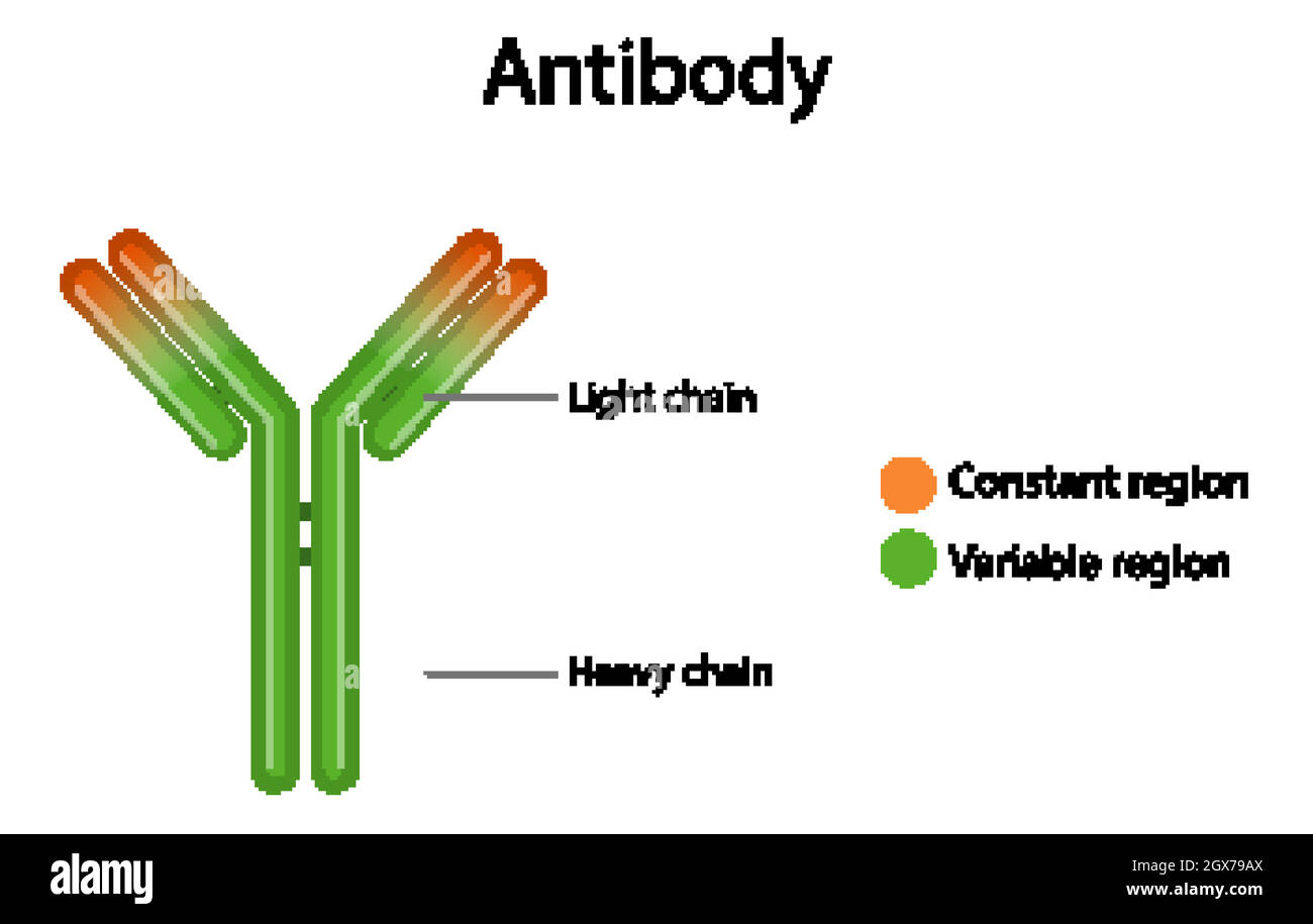 Antikörperstrukturdiagramm auf weißem Hintergrund Stock Vektor