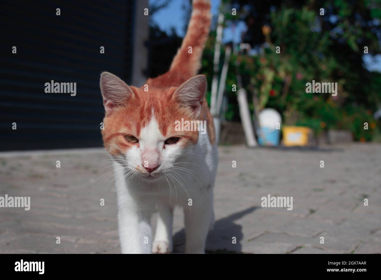 Eine orangefarbene streunende Katze posiert vor der Kamera und bekommt Aufmerksamkeit. Schöne grüne Augen der Natur. Stockfoto